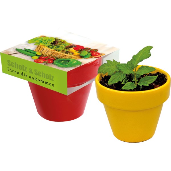 Naschgemüse Colour Cocktail Tomate