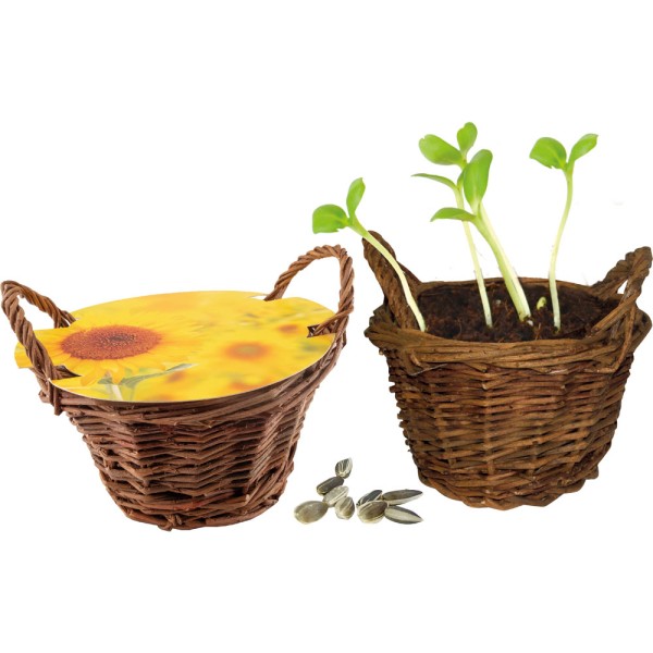 Weiden Körbchen Sonne